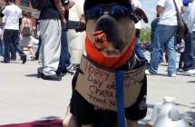 Dog NY Mets