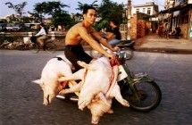 Vietnamese Bikes of Burden