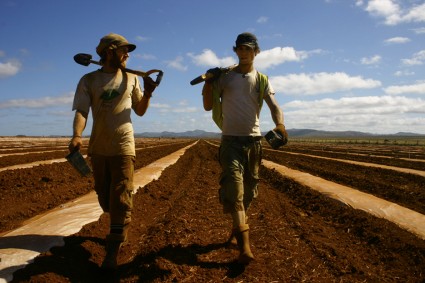 Australia Treeplanting 1