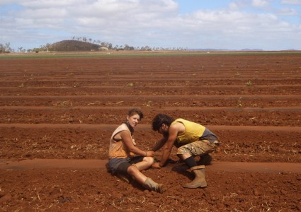 Australia Treeplanting 13