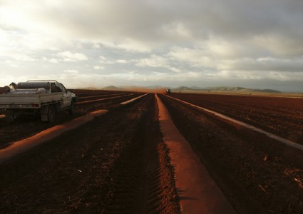 Australia Treeplanting 7
