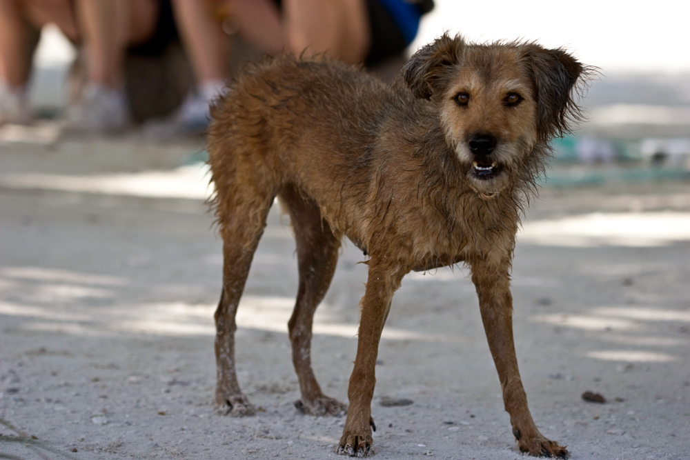 belize dog travel