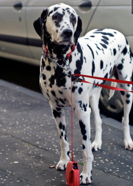 Dog Glasgow