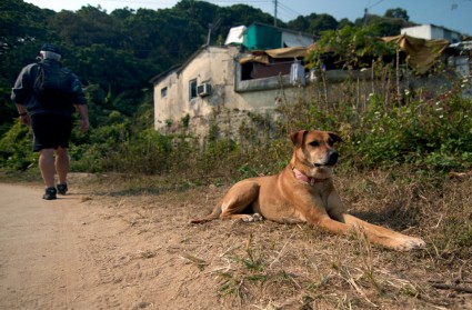 Dog Hong Kong