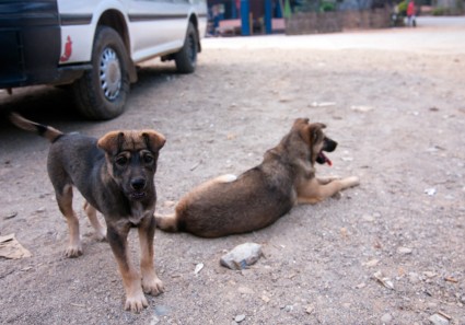 Laos Puppies