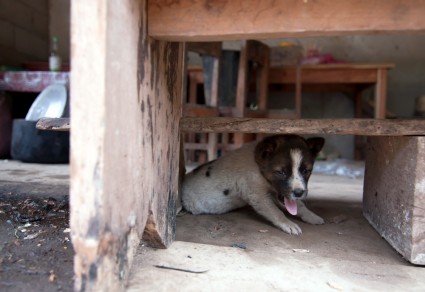 Dog Laos Village 2