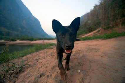 Dog Laos 2