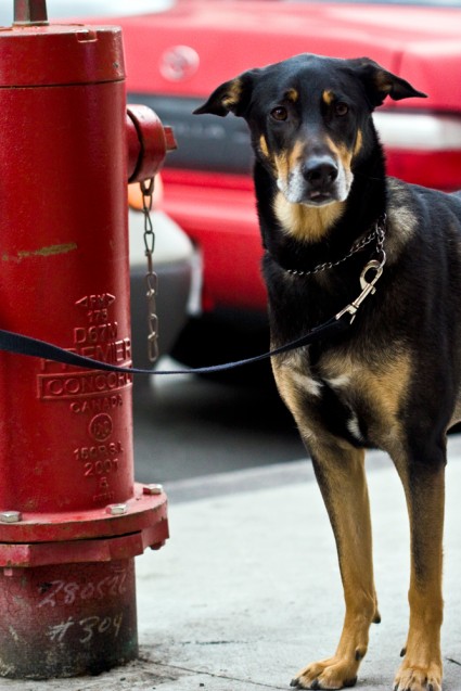 Dog Montreal
