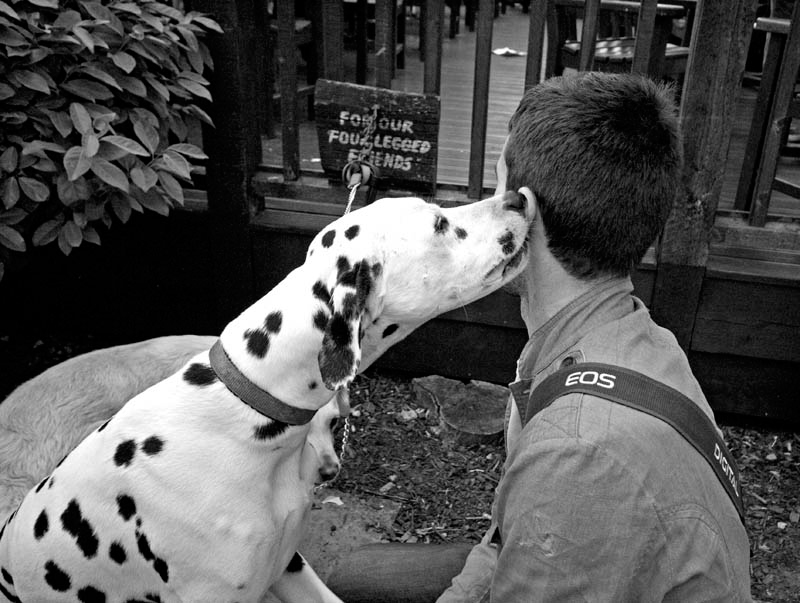 Scotland Dalmatian