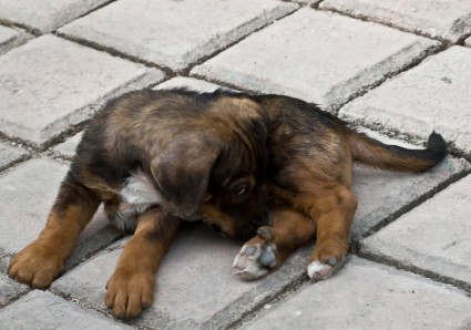 Belize puppy