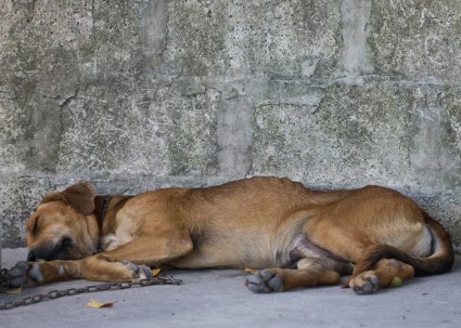 Belize dog