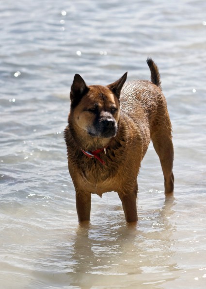 Dog Belize