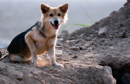 Dog Laos