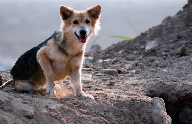 Dog Laos