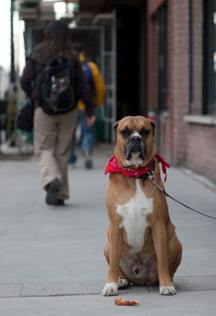 Dog Montreal