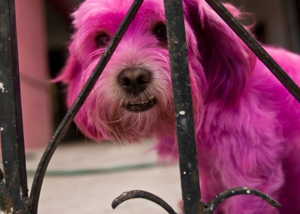 Dog Playa del Carmen, Mexico