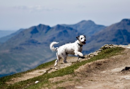 Dog Scotland