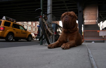 Dog NYC